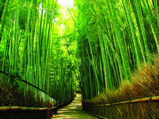 中原竹海重渡沟